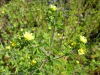 biennial or Greene's cinquefoil (<em>Potentilla biennis</em>)