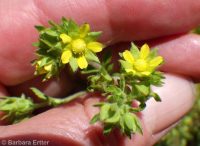 biennial or Greene's cinquefoil (<em>Potentilla biennis</em>)