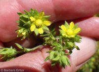 biennial or Greene's cinquefoil (<em>Potentilla biennis</em>)