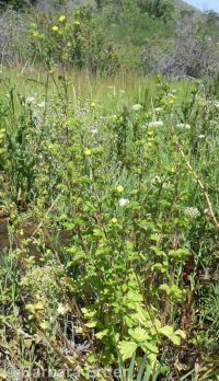 biennial or Greene's cinquefoil (<em>Potentilla biennis</em>)