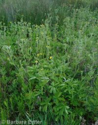 Nuttall's or slender cinquefoil (<em>Potentilla gracilis var. fastigiata</em>)