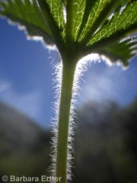 Nuttall's or slender cinquefoil (<em>Potentilla gracilis var. fastigiata</em>)