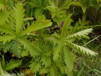 Nuttall's or slender cinquefoil (<em>Potentilla gracilis var. fastigiata</em>)