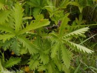 Nuttall's or slender cinquefoil (<em>Potentilla gracilis var. fastigiata</em>)