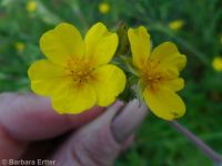 Nuttall's or slender cinquefoil (<em>Potentilla gracilis var. fastigiata</em>)