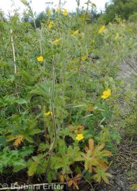 Nuttall's or slender cinquefoil (<em>Potentilla gracilis var. fastigiata</em>)