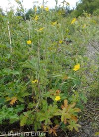 Nuttall's or slender cinquefoil (<em>Potentilla gracilis var. fastigiata</em>)