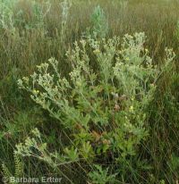 Nuttall's or slender cinquefoil (<em>Potentilla gracilis var. fastigiata</em>)