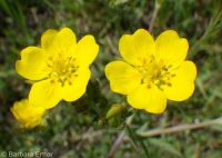 Nuttall's or slender cinquefoil (<em>Potentilla gracilis var. fastigiata</em>)