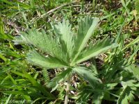 Nuttall's or slender cinquefoil (<em>Potentilla gracilis var. fastigiata</em>)