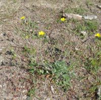 Nuttall's or slender cinquefoil (<em>Potentilla gracilis var. fastigiata</em>)