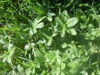 Nuttall's or slender cinquefoil (<em>Potentilla gracilis var. fastigiata</em>)