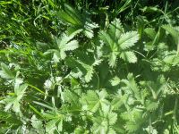 Nuttall's or slender cinquefoil (<em>Potentilla gracilis var. fastigiata</em>)