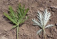Idaho cinquefoil (<em>Potentilla gracilis var. flabelliformis</em>)