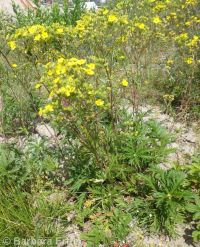 Idaho cinquefoil (<em>Potentilla gracilis var. flabelliformis</em>)