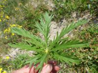 Idaho cinquefoil (<em>Potentilla gracilis var. flabelliformis</em>)