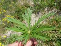 Idaho cinquefoil (<em>Potentilla gracilis var. flabelliformis</em>)