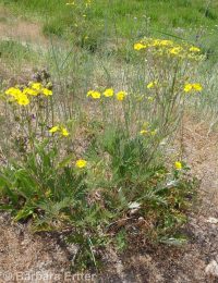 Idaho cinquefoil (<em>Potentilla gracilis var. flabelliformis</em>)