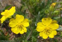 Idaho cinquefoil (<em>Potentilla gracilis var. flabelliformis</em>)