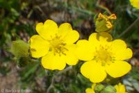 Idaho cinquefoil (<em>Potentilla gracilis var. flabelliformis</em>)