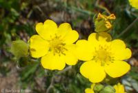 Idaho cinquefoil (<em>Potentilla gracilis var. flabelliformis</em>)