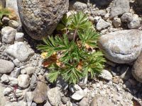 brook or river cinquefoil (<em>Potentilla rivalis</em>)