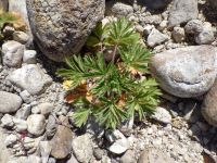 brook or river cinquefoil (<em>Potentilla rivalis</em>)