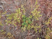 brook or river cinquefoil (<em>Potentilla rivalis</em>)