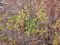 brook or river cinquefoil (<em>Potentilla rivalis</em>)
