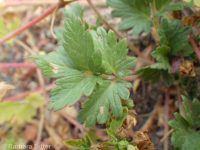 brook or river cinquefoil (<em>Potentilla rivalis</em>)