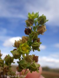 brook or river cinquefoil (<em>Potentilla rivalis</em>)