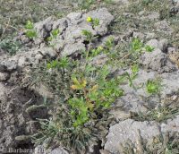 brook or river cinquefoil (<em>Potentilla rivalis</em>)