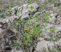 brook or river cinquefoil (<em>Potentilla rivalis</em>)