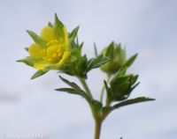 brook or river cinquefoil (<em>Potentilla rivalis</em>)