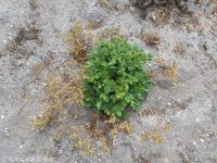 brook or river cinquefoil (<em>Potentilla rivalis</em>)