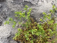 brook or river cinquefoil (<em>Potentilla rivalis</em>)