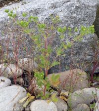 brook or river cinquefoil (<em>Potentilla rivalis</em>)