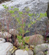 brook or river cinquefoil (<em>Potentilla rivalis</em>)