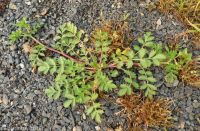 bushy cinquefoil (<em>Potentilla supina ssp. paradoxa</em>)