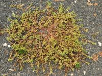 bushy cinquefoil (<em>Potentilla supina ssp. paradoxa</em>)