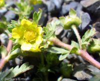bushy cinquefoil (<em>Potentilla supina ssp. paradoxa</em>)