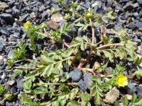 bushy cinquefoil (<em>Potentilla supina ssp. paradoxa</em>)