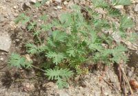 western burnet (<em>Poteridium occidentale</em>)