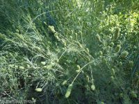 western burnet (<em>Poteridium occidentale</em>)