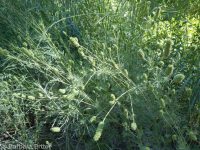 western burnet (<em>Poteridium occidentale</em>)