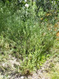 western burnet (<em>Poteridium occidentale</em>)