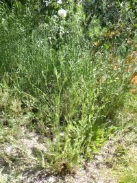 western burnet (<em>Poteridium occidentale</em>)
