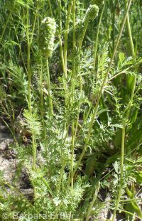 western burnet (<em>Poteridium occidentale</em>)