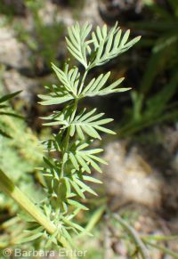 western burnet (<em>Poteridium occidentale</em>)