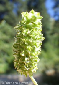 western burnet (<em>Poteridium occidentale</em>)